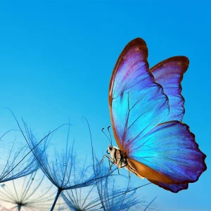 Beautiful blue Morpho butterfly on a dandelion, printed on a glass wall print