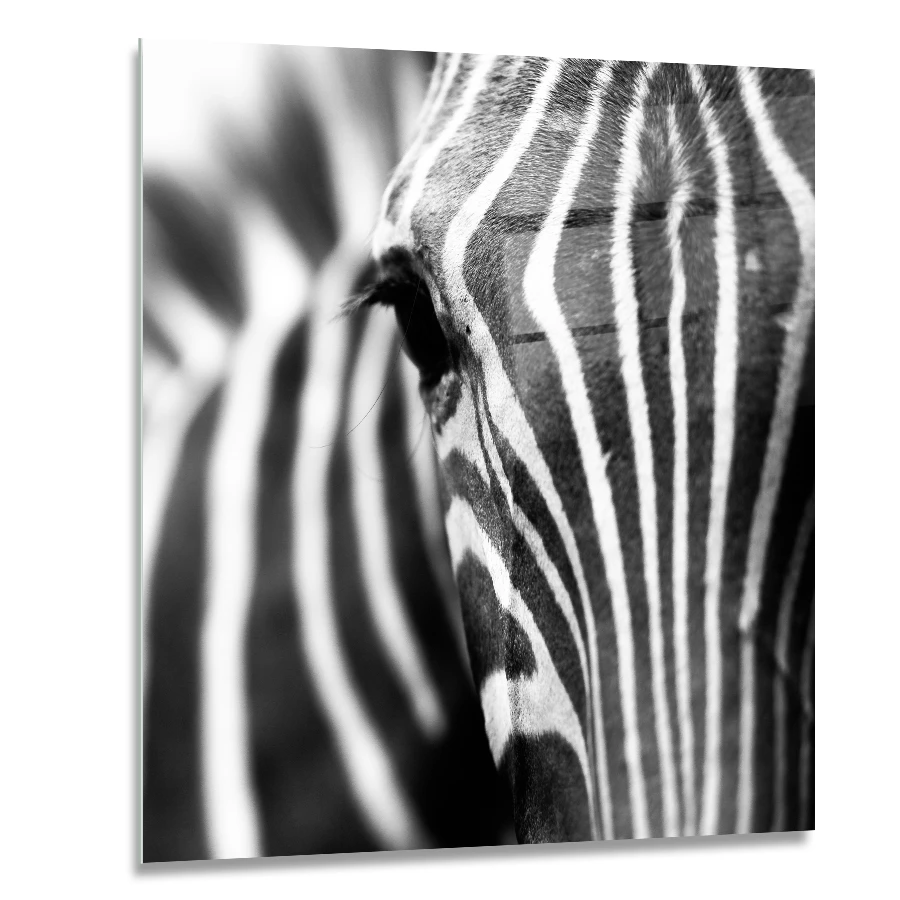 190226656-zebra-encounter-60x60 glass wall art of a close-up of a zebra and its black and white pattern in size 60x60