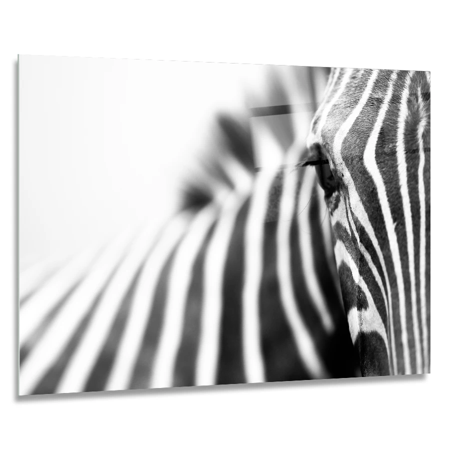 190226656-zebra-encounter-90x60 glass wall art of a close-up of a zebra and its black and white pattern in size 90x60