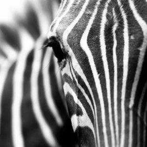 glass wall art of a close-up of a zebra and its black and white pattern