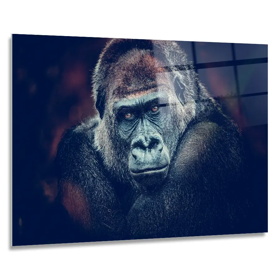 307941221-gorilla-90x60 portrait of a gorilla printed as a glass wall art piece in size 90x60
