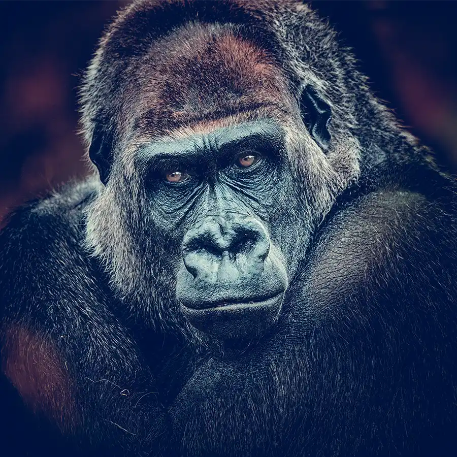 307941221-gorilla-fi portrait of a gorilla printed as a glass wall art piece