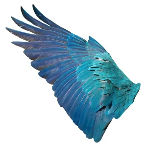 Close up of a blue Macaw wing, printed on a glass art print
