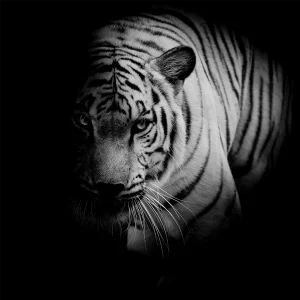 A dramatic glass wall art features a white tiger emerging from the shadows