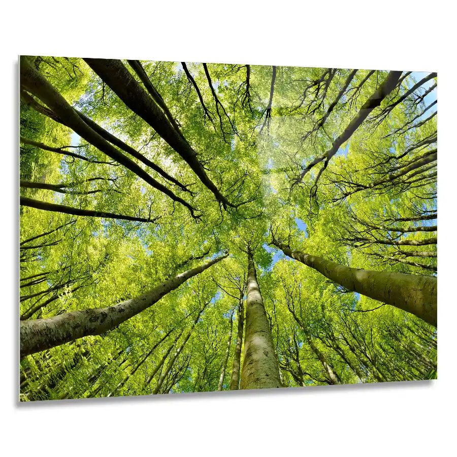 219080737-beech-tree-forest-90x60 Glass wall art piece of trees towering into the sky, with green leaves in size 90x60