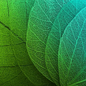 glass wall art features a stunning close-up of overlapping green leaves