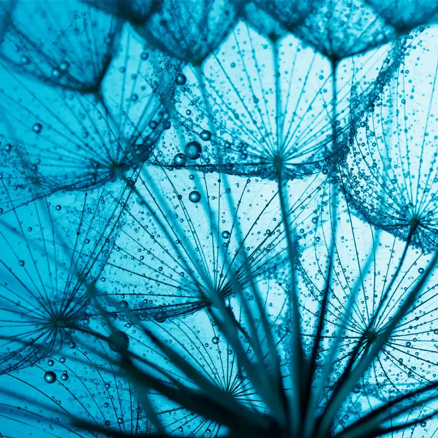 710838368-blue-dandelion-fi Close-up of dandelion seeds in a surreal blue tone with water droplets on their delicate structures.