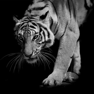 This dramatic glass wall art features a majestic tiger in black and white